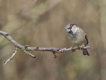 Close-up of bird perching on branch