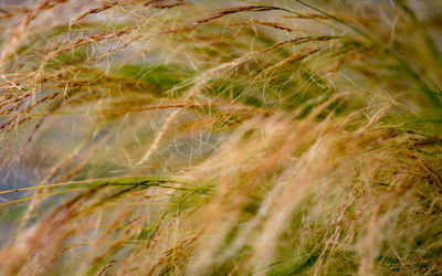 Close-up of wheat growing on field