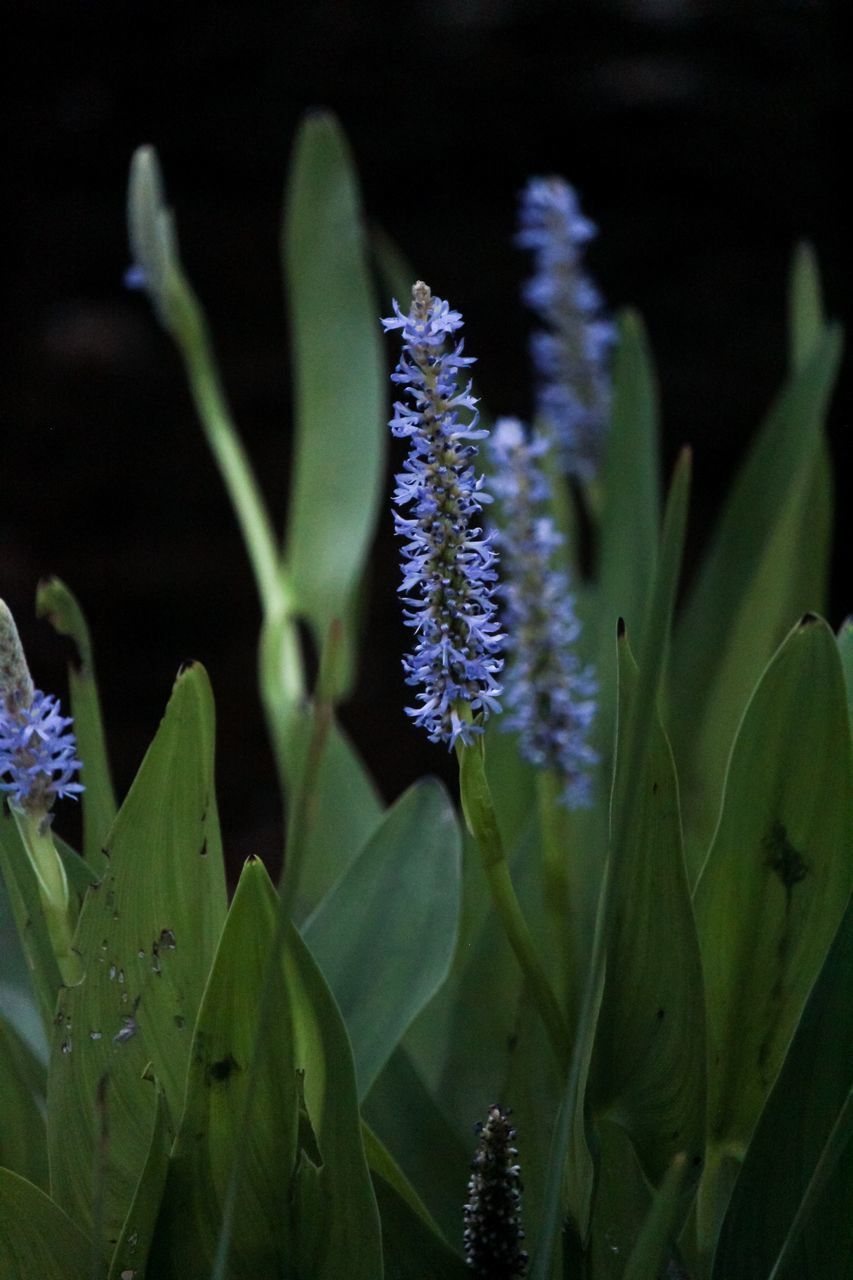 CLOSE-UP OF PURPLE FLOWER BUDS