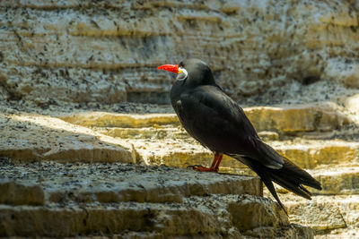 Bird perching on rock against wall