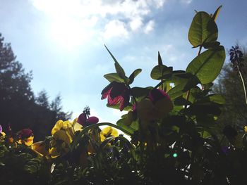 Low angle view of fresh yellow flowers blooming against sky
