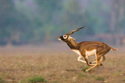Side view of deer standing on land