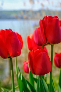 Close-up of red tulips on field