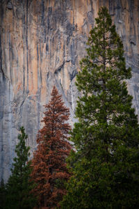 Low angle view of trees in forest.  el capitan in yosemite national park - california