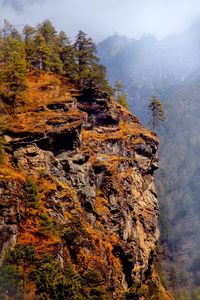 Scenic view of trees in forest during autumn