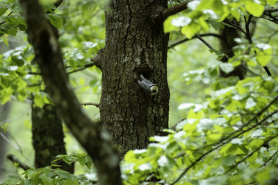 Low angle view of bird perching on tree trunk