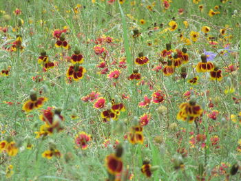 Close-up of flowering plants on field