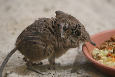 Close-up of rodent eating food