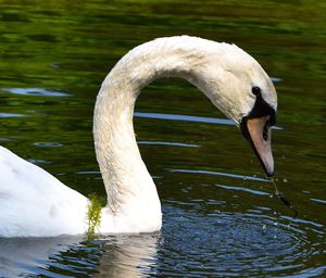 Close-up of swan swimming on lake