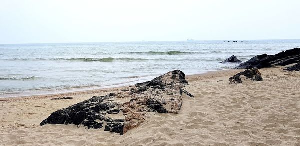 Scenic view of driftwood on beach against clear sky