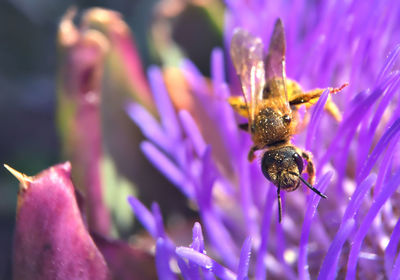 Close-up of bee on pink flower