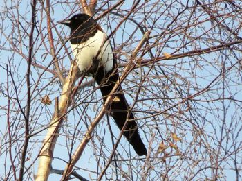 Low angle view of bird perching on branch