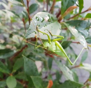 Close-up of insect on leaf