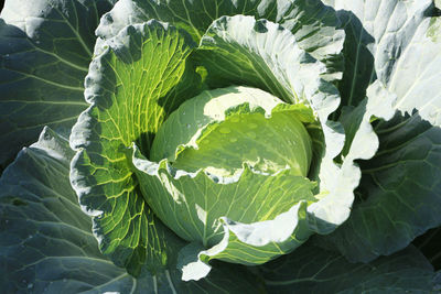 Close-up of fresh green leaves