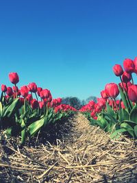 Close-up of red tulip flowers against clear sky