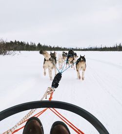 View of dogs on snow covered field