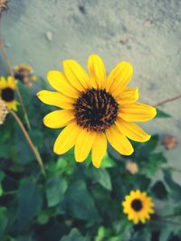 Close-up of yellow flower blooming outdoors