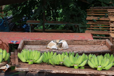 View of an relaxing on wood