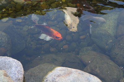 High angle view of koi carps swimming in water