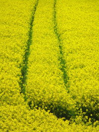 High angle view of yellow flower field