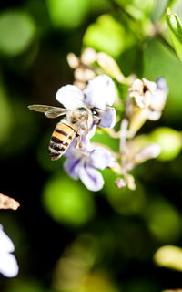 Close-up of bee on flower