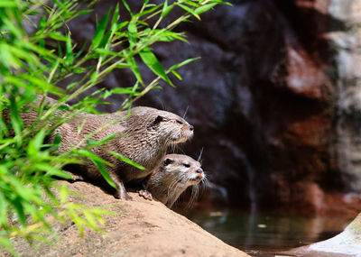 Otter on a lake