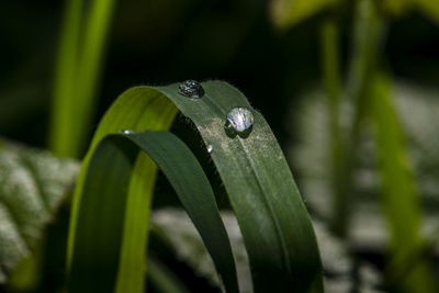 Close-up of leaf on grass