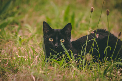 Portrait of a cat on field