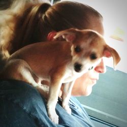 Portrait of dog relaxing outdoors