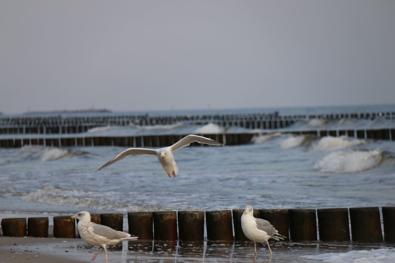 animal themes, animals in the wild, bird, wildlife, seagull, flying, spread wings, one animal, water, medium group of animals, sea bird, nature, sea, zoology, side view, two animals, three animals, pelican, focus on foreground