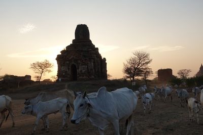 Panoramic view of a temple