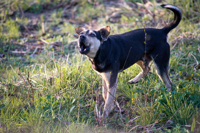 Dog running in grass