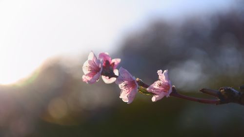 Peach blossom