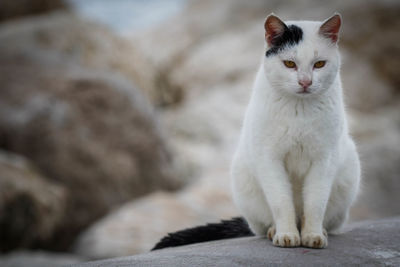 Portrait of white cat