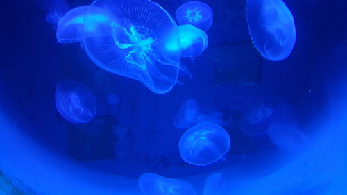 Jellyfish swimming in water