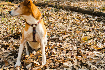 View of dog on field