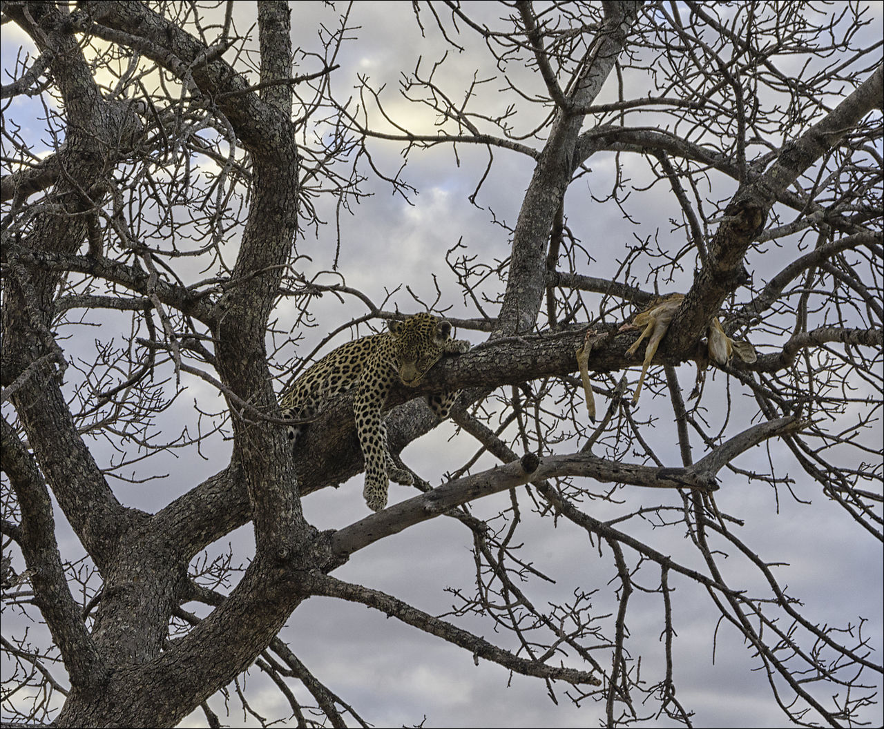 Leopard, cat, feline, bg cat, rosettes, spots, carnivore, predator, tree climber,