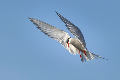 Low angle view of seagull flying in sky