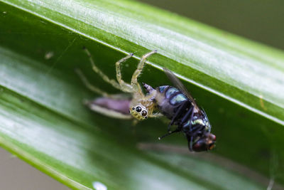 Close-up of insect grab fly on leaf 
