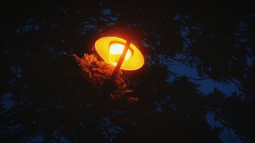 Low angle view of yellow tree against sky at night