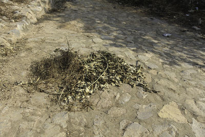 Close-up of lizard on sand