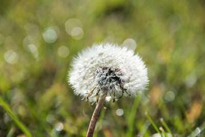 Close-up of dandelion