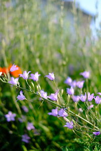 Close-up of purple flowering plants on field