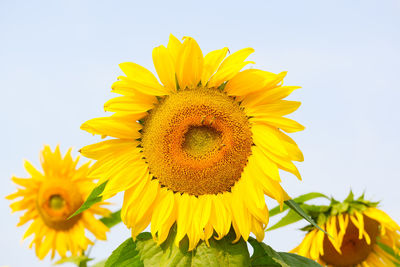 Close-up of yellow sunflower against sky