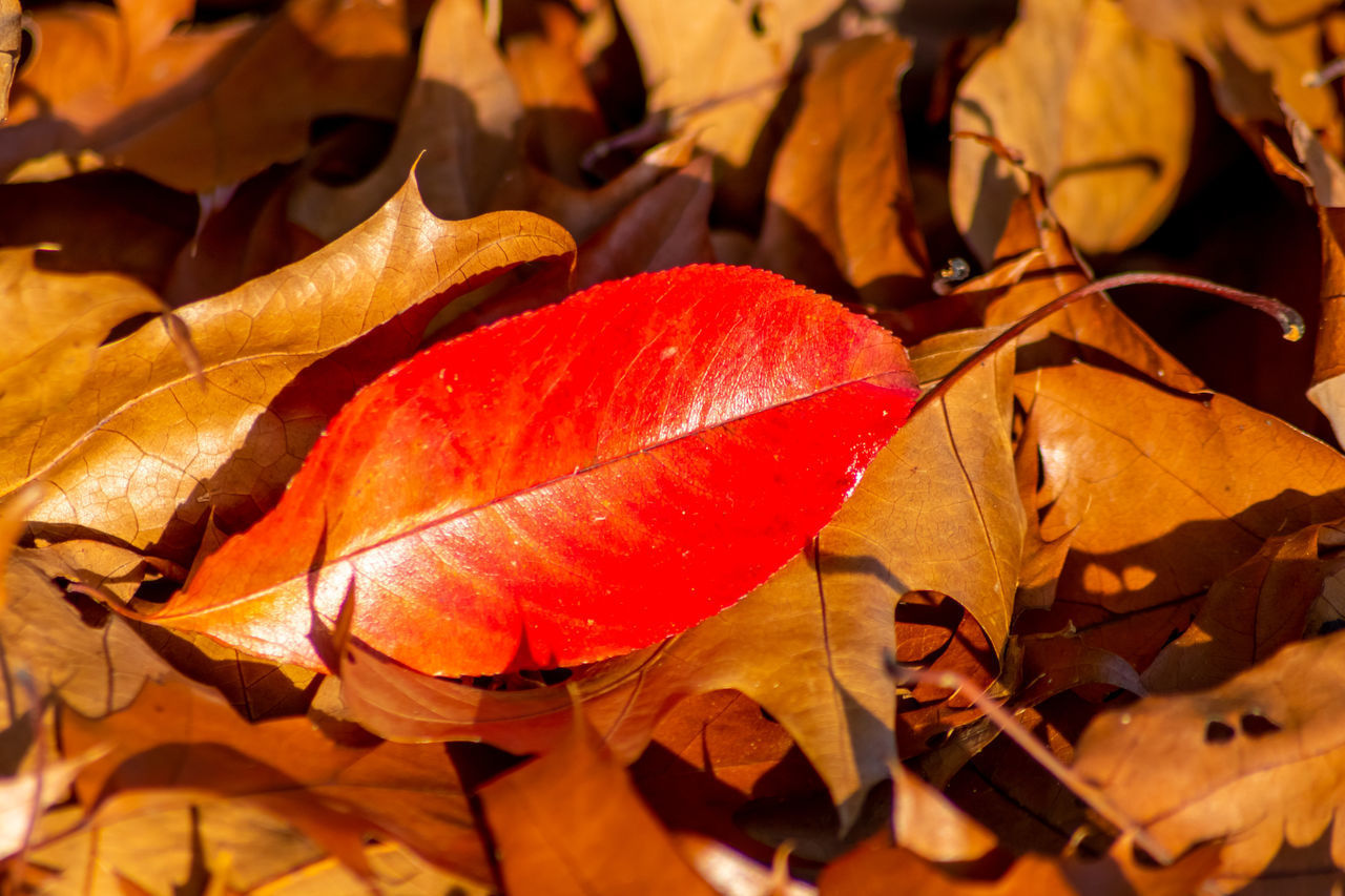 CLOSE-UP OF AUTUMNAL LEAVES