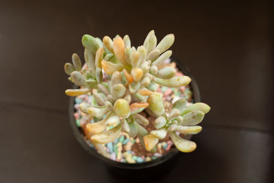 Close-up of succulent plant