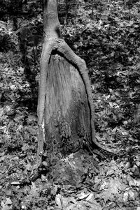 Close-up of tree trunk