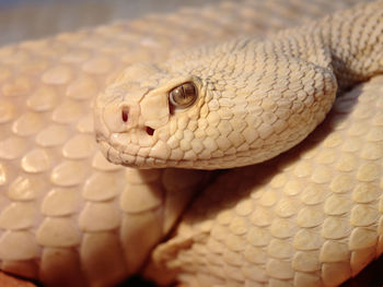 Close-up of lizard