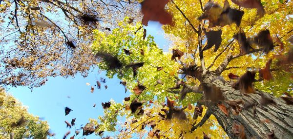 Low angle view of autumn leaves on tree against sky