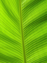 Banana leaf with outdoor lighting. selective focus. natural green background.